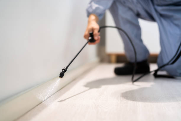 Licensed Ant Control service in Memphis, FL - Show Me Pest Control